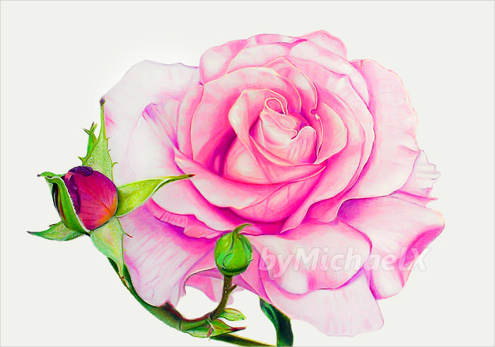 10+ Rose Drawings, Pencil Drawings, Sketches | FreeCreatives