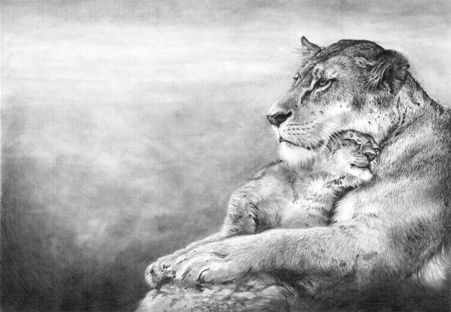 17+ Lion Drawings, Pencil Drawings, Sketches | FreeCreatives