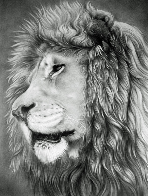 17+ Lion Drawings, Pencil Drawings, Sketches | FreeCreatives