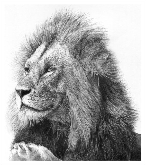 17+ Lion Drawings, Pencil Drawings, Sketches | FreeCreatives