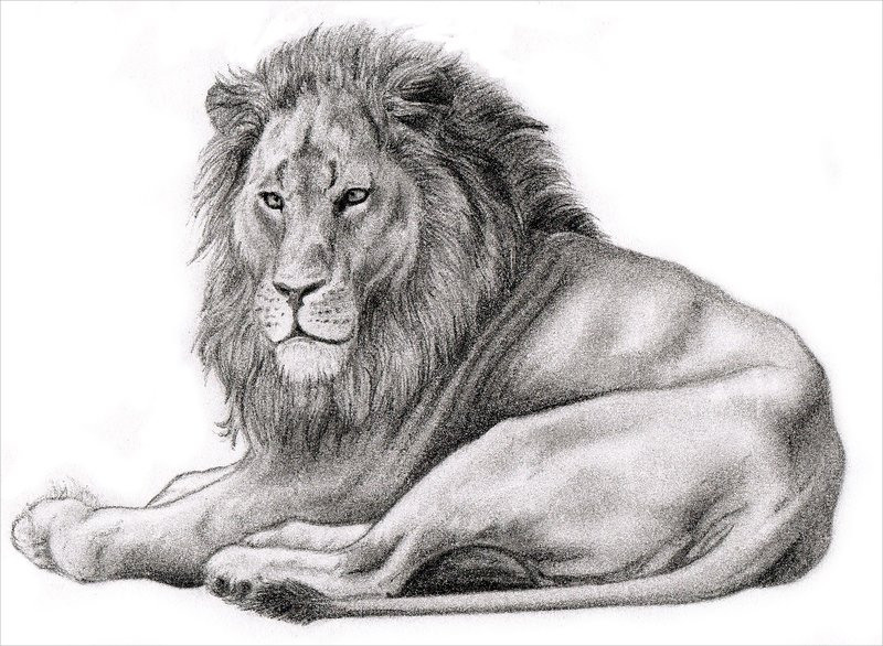 17 Lion Drawings Pencil Drawings Sketches FreeCreatives