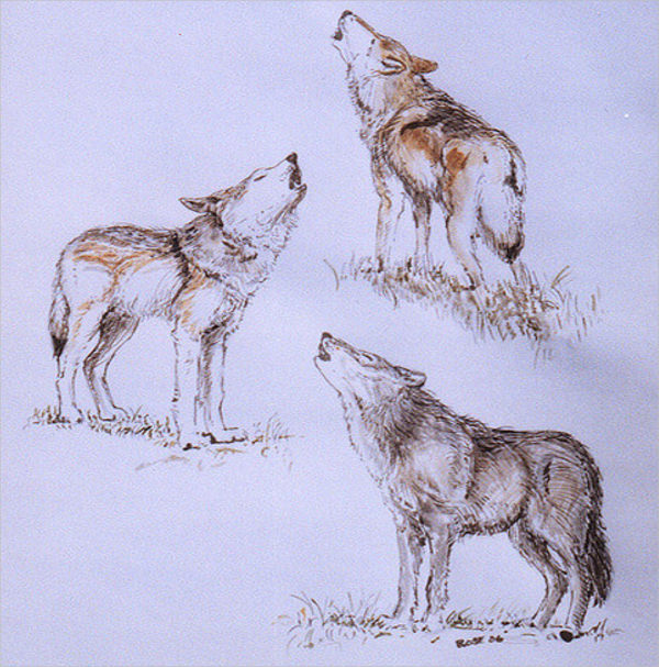 21 Wolf Drawings Pencil Drawings Sketches Freecreatives