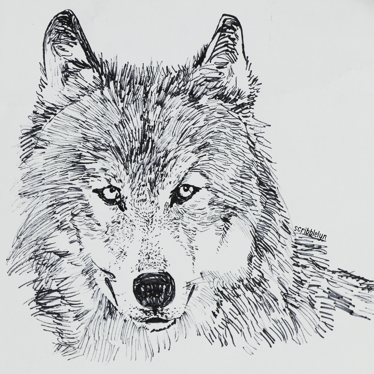 Гордый волк рисунок
