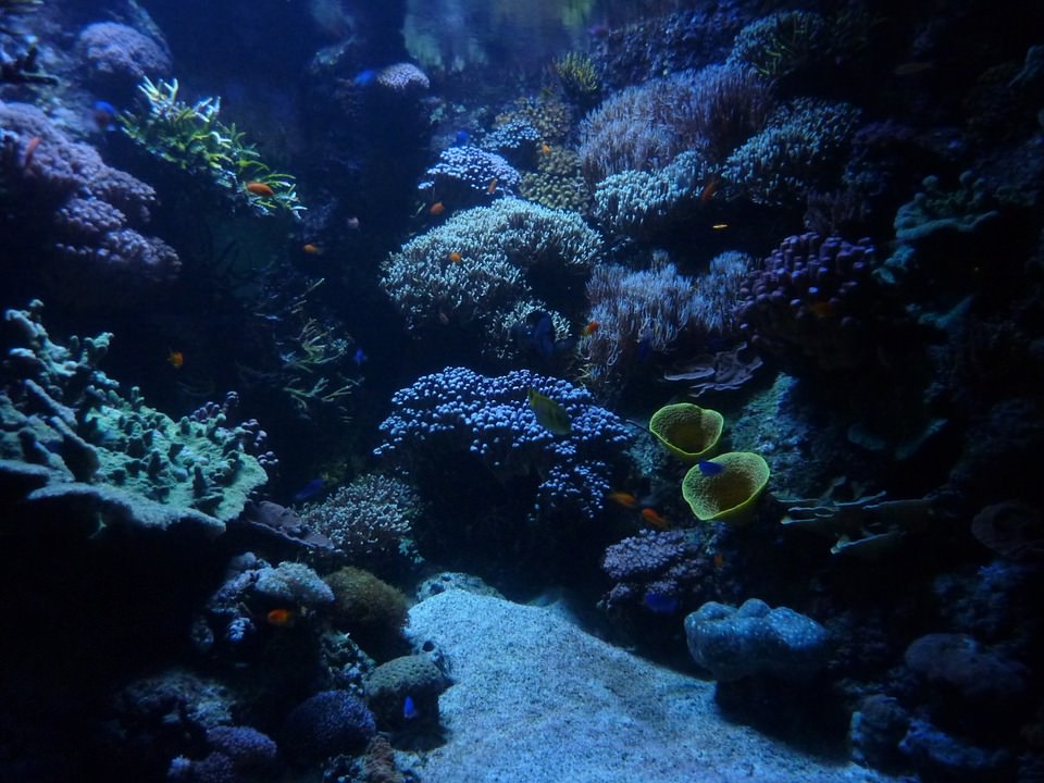 marine aquarium background