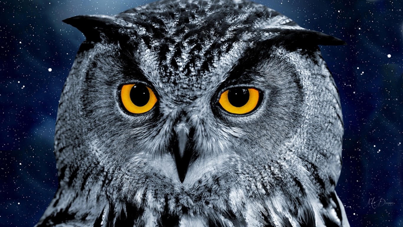 night owl meaning