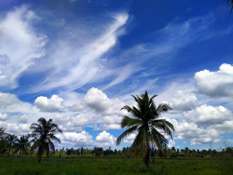 blue sky ricefield 254099139