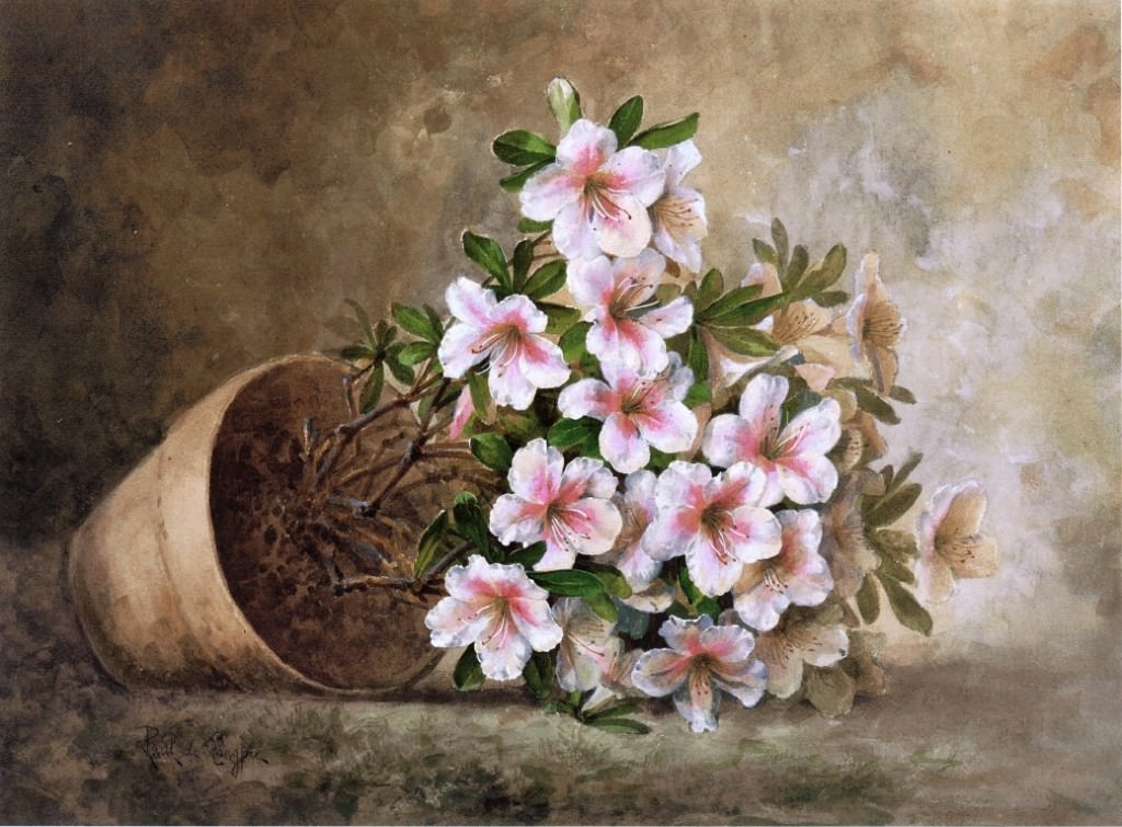  White Azaleas In Flower Pot