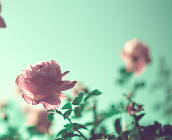 light pink rose vintage flower