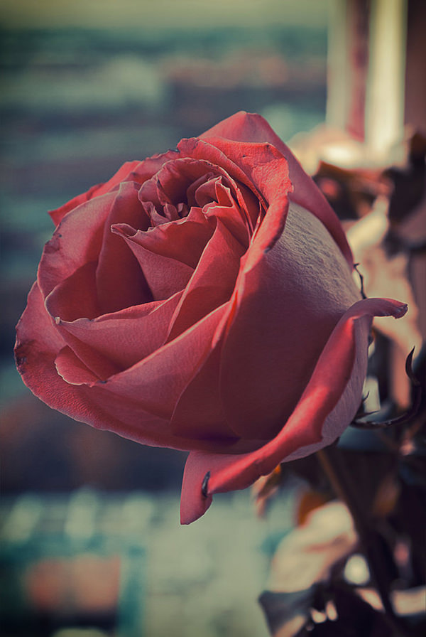 Red Rose Vintage Flower