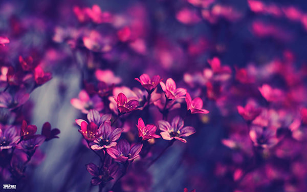 Cool purple vintage flower