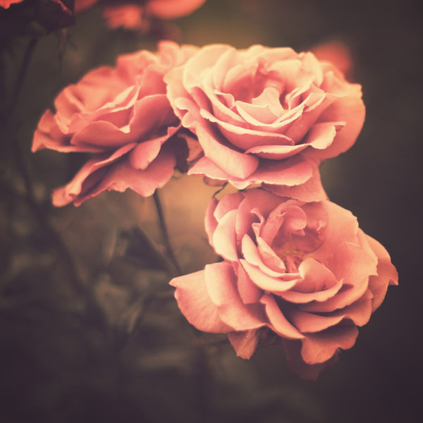 beautiful pink rose flower 