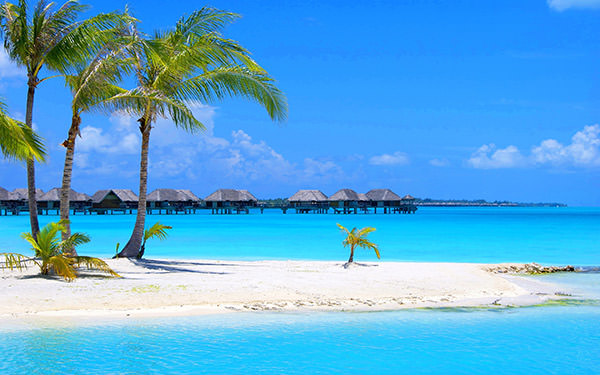 Blue-Beach-Palm-Tree-Wallpaper-HD-Desktop-456289