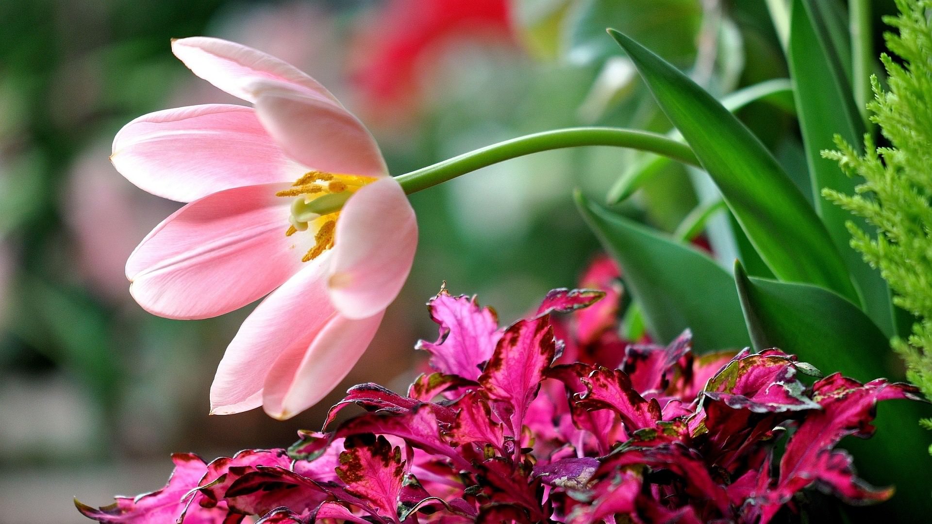 Pink Flower Blossoms HD Wallpaper for Android