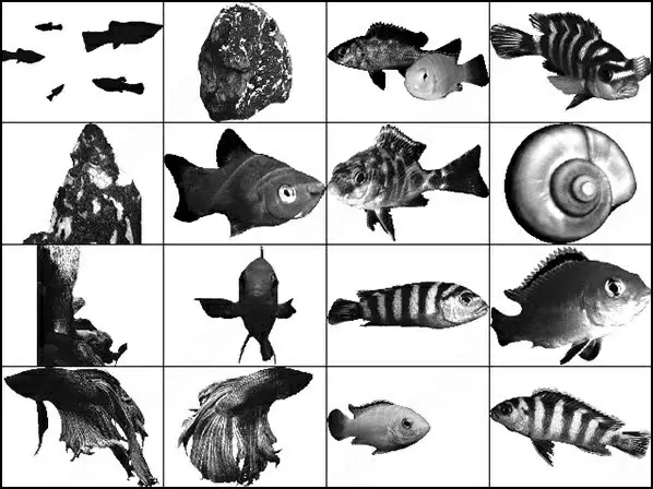 Aquatic Fish ps Brushes