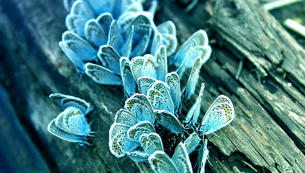 Awesome-HD-Butterfly-Background