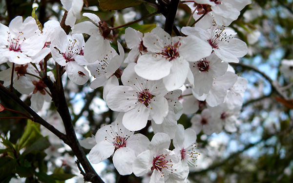 Awesome HD Cherry Blossoms Desktop Wallpaper