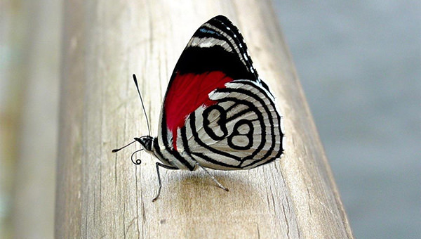 Beautiful-Butterfly-Desktop-Wallpapaers-Free-Download