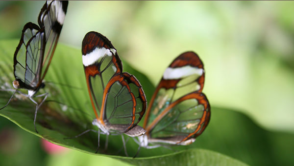 Butterflies-on-leaf-HD-Background