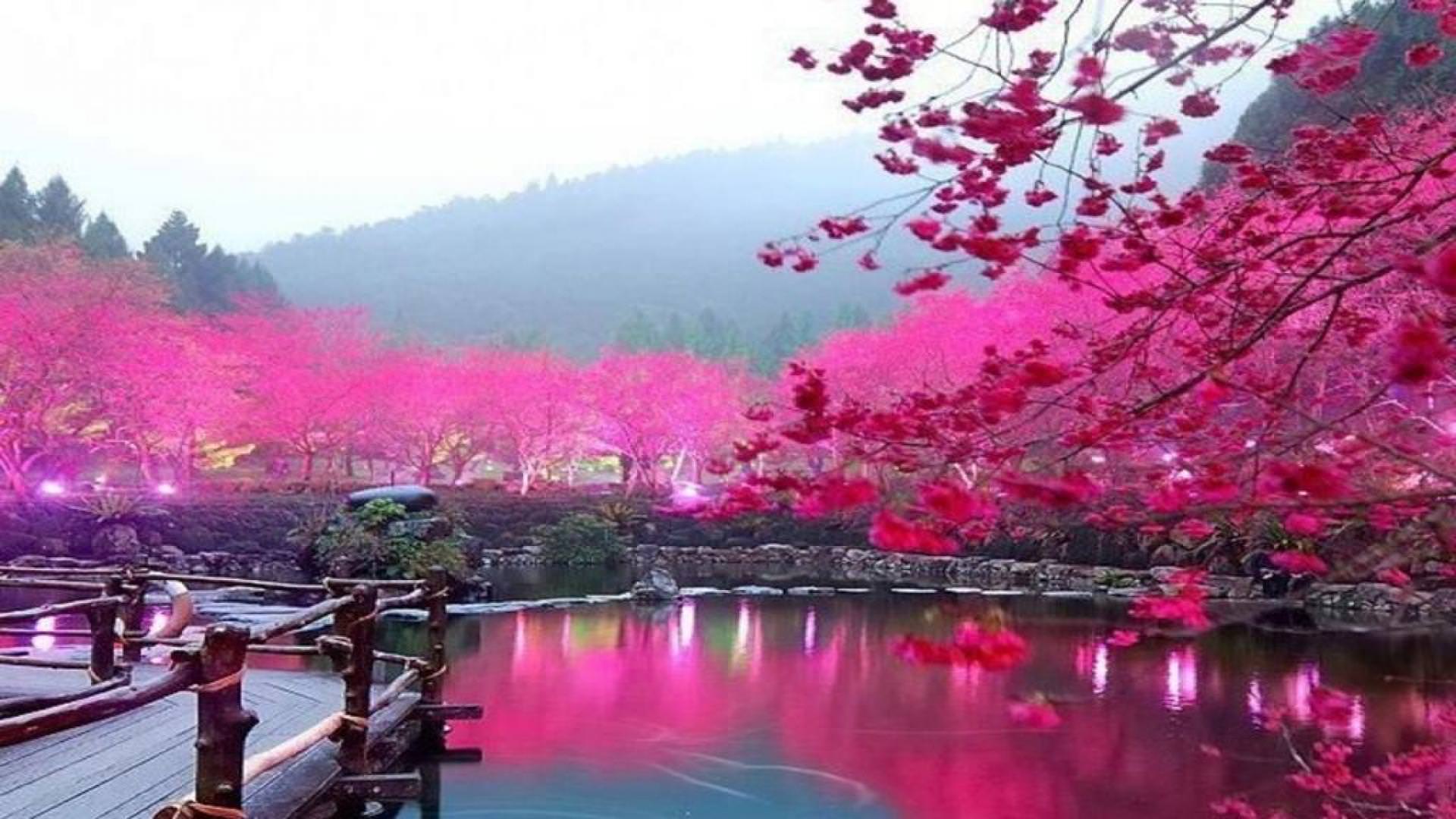 Красивое видео китая. Йокогама Япония цветение Сакуры. Сакура блоссом. Сакура черри блоссом. Цветение Сакуры в Йокогаме.
