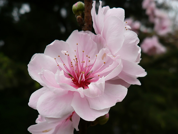 Cherry Flower Wallpaper