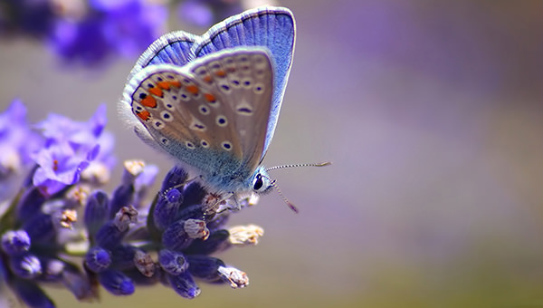 FREE 20+ Beautiful Butterfly Backgrounds in PSD | AI