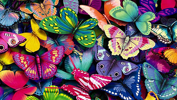 colourful-butterflies-hd-wallpaperjpg