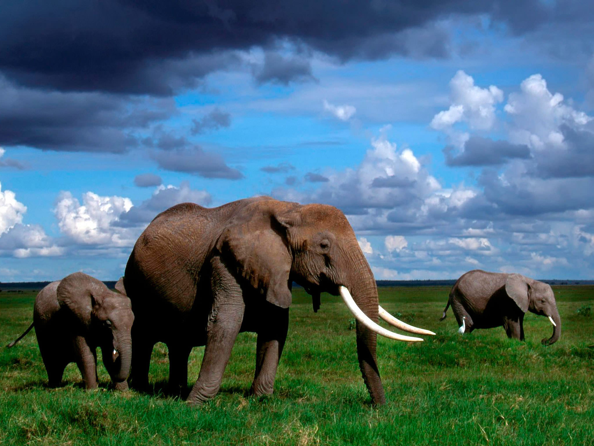 Elephant full hd hdtv fhd 1080p wallpapers hd desktop backgrounds  1920x1080 images and pictures