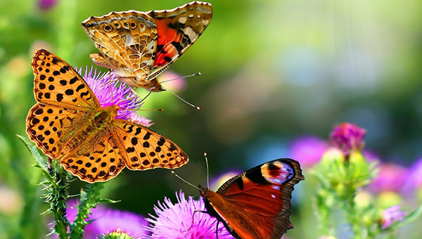 hd-butterfly-wallpaper-dowload