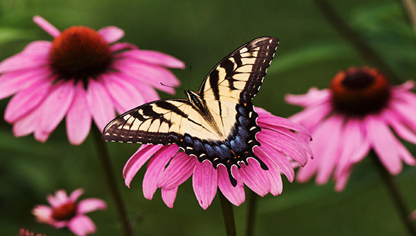 tiger-swallowtail-butterfly-purple-coneflower
