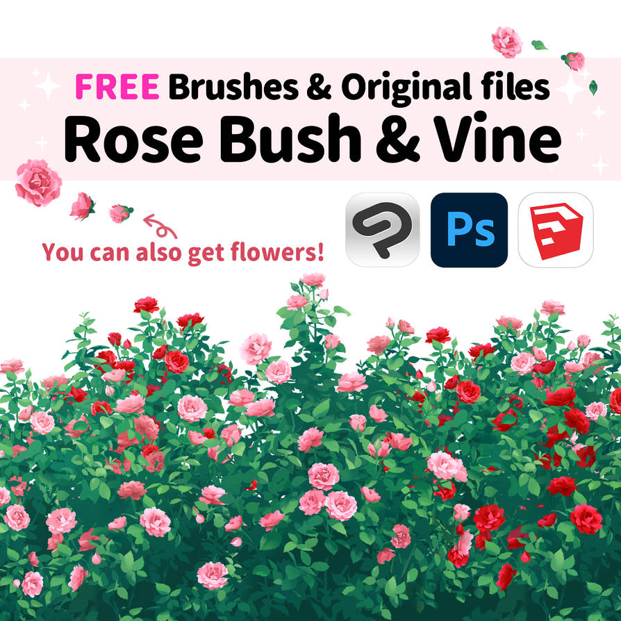 Rose Brushes Illustrations