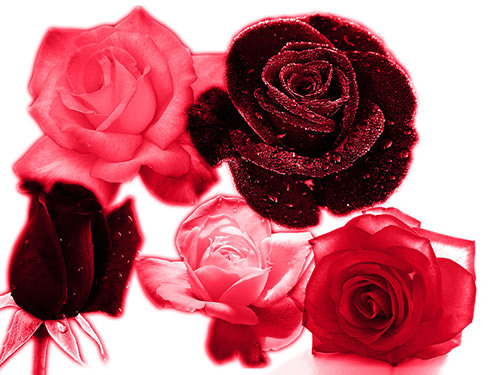 beautiful pink roses phoshop brushes