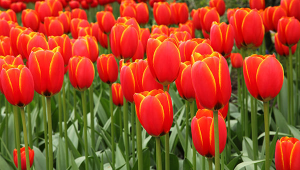 red_tulip_background
