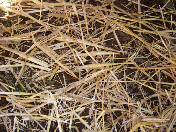 Dry Grass and Hay Texture