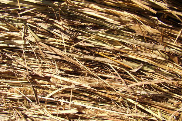 High Quality Hay Texture