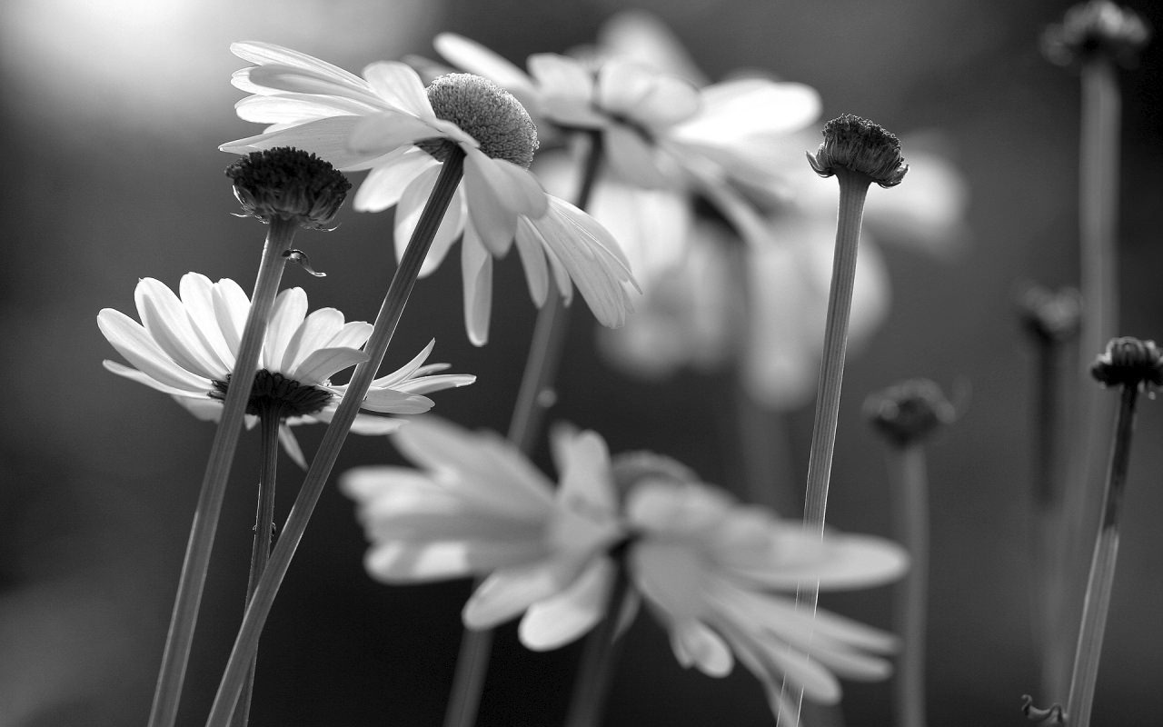 20 Black White Flower Backgrounds Wallpapers 