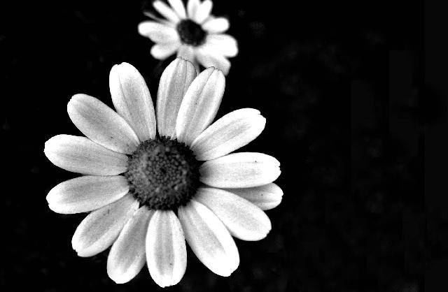 FREE 20+ Fabulous Black & White Flower Backgrounds in PSD | AI | Vector EPS