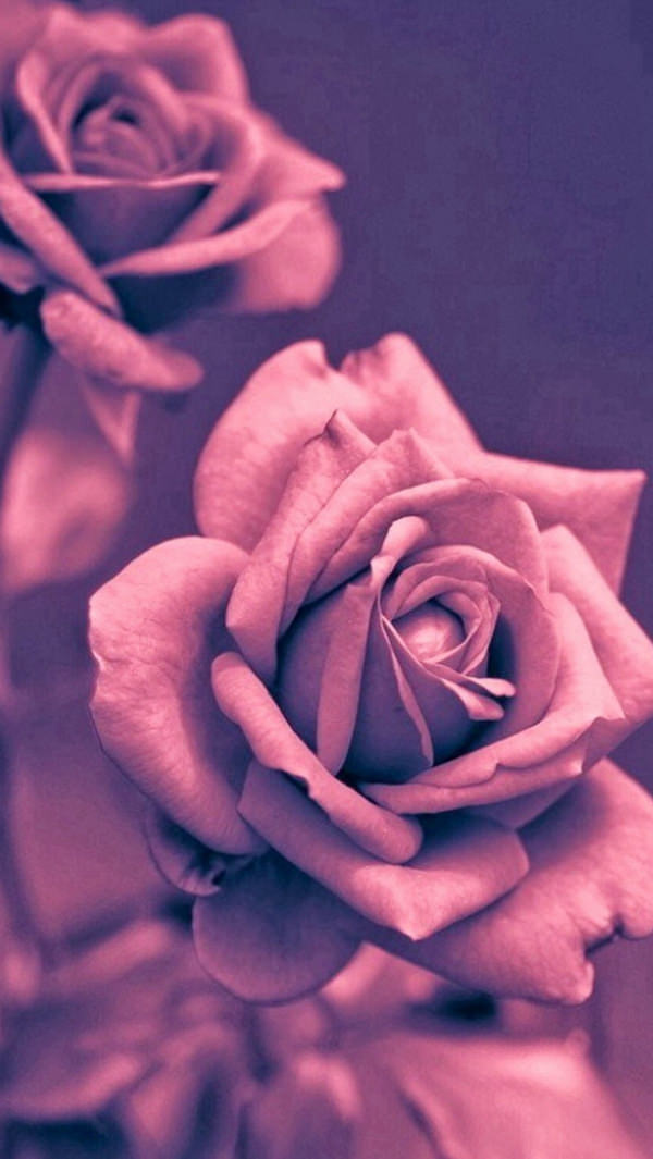 Beautiful Pink Rose Closeup iPhone 5s Background
