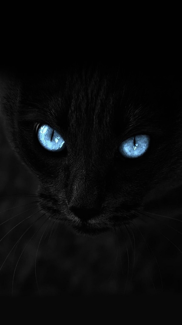 Black Cat With Furious Looks iPhone Background