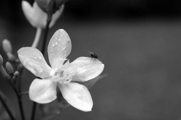 Black & White Flower Background For Free