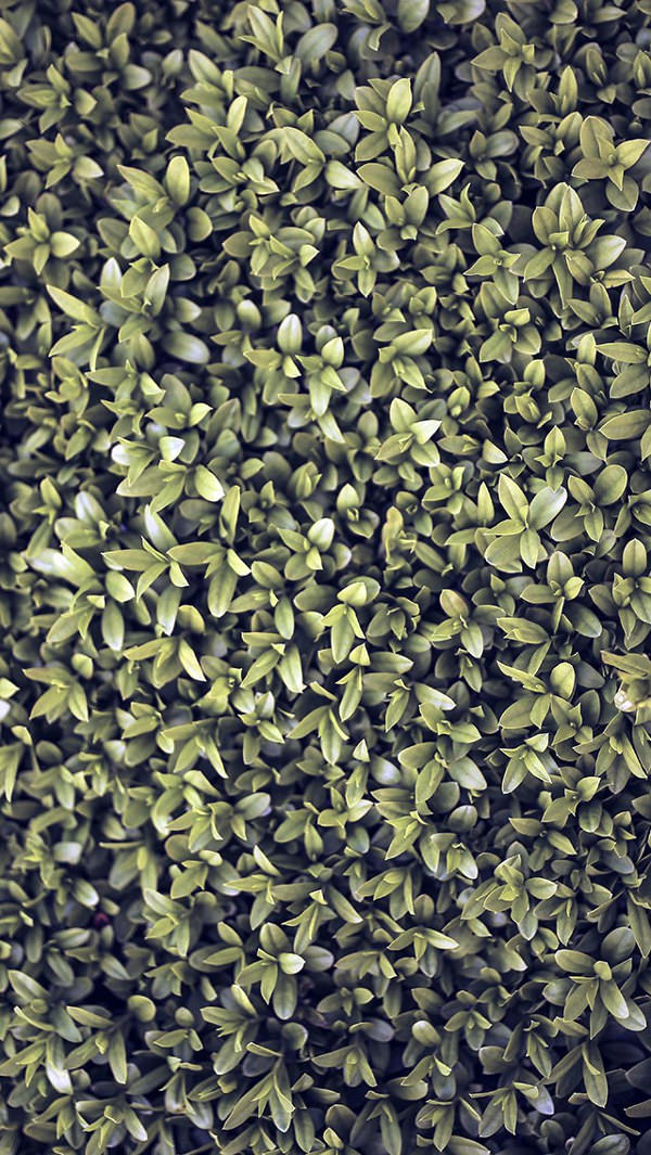 Blue Leaf Grass Garden iPhone 5 Background