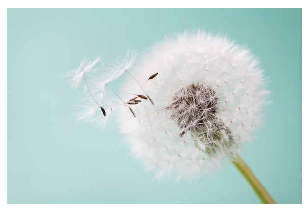 Dandelion fluffy close-up Brushes