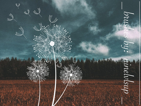 Dandelion Whisps Photoshop Brushes