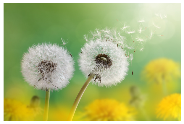 Dandelion with Seeds Blowing