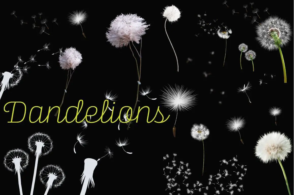 Dandelions Flower Photoshop Brushes for Free