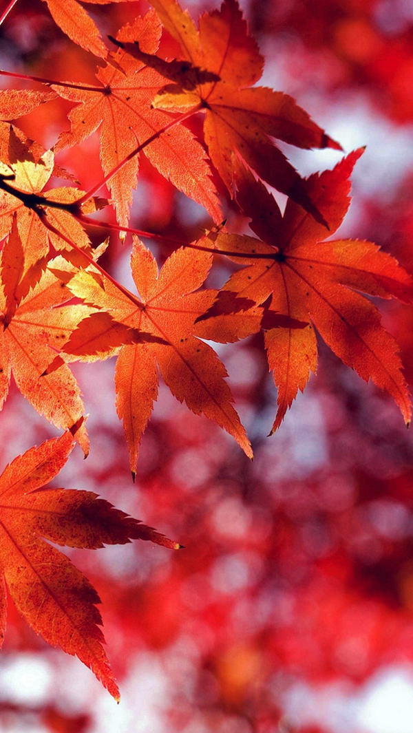 Fall Leaf Red iPhone 5s Background