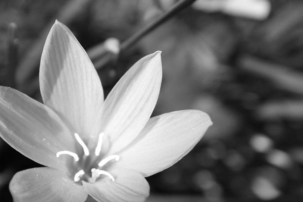 Free Black & White Flower Background