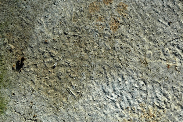 Free Dotted Concrete Floor Texture