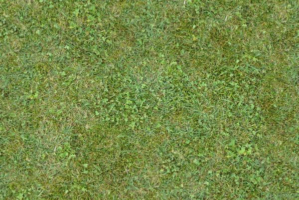 Free Tileable Green Mixed Grass Texture