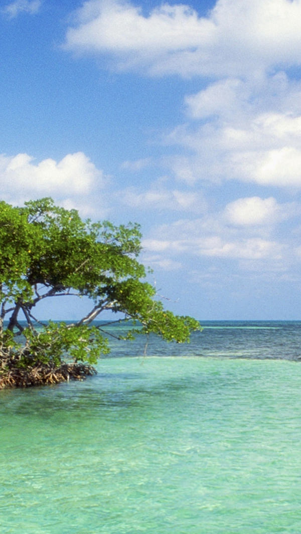 Free Trees Island iPhone 5s Background
