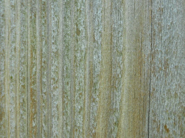 Grunge Effect Light Blue Wood Grain Texture